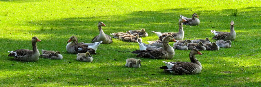 Chicks meadow goslings photo