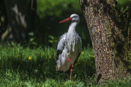 Animal world nature white stork photo