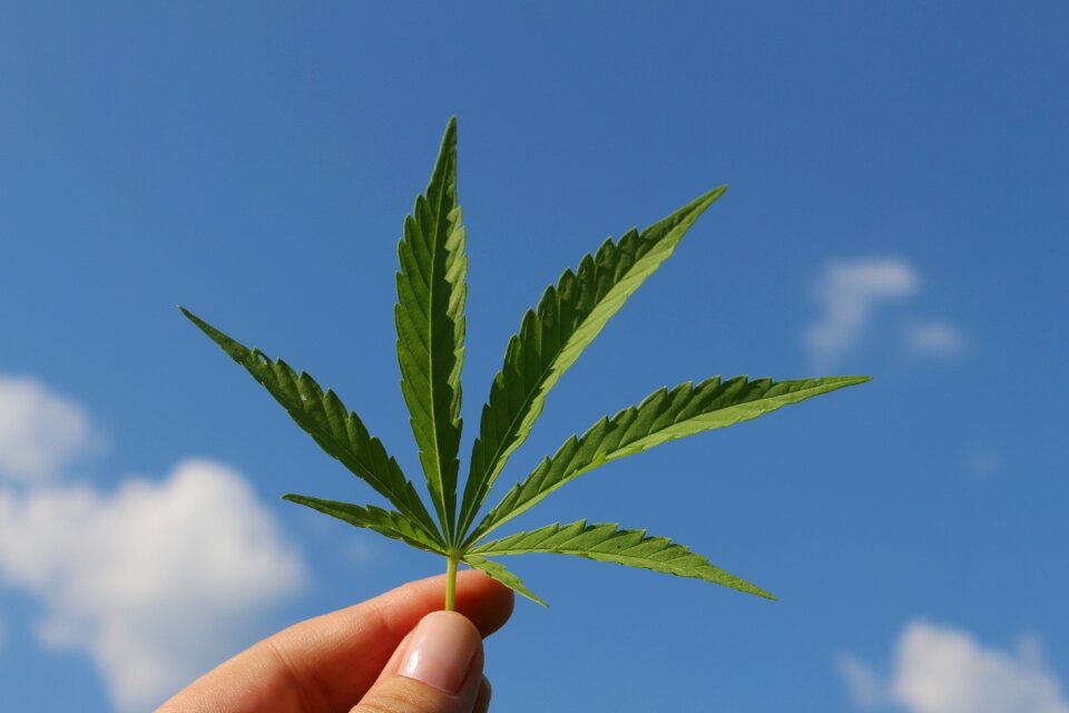 Hemp plant of young cannabis industrial hemp