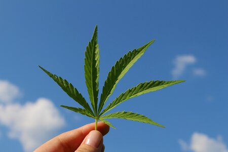 Hemp plant of young cannabis industrial hemp