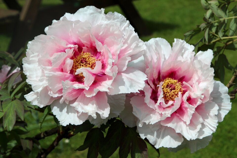 Bloom nature flora