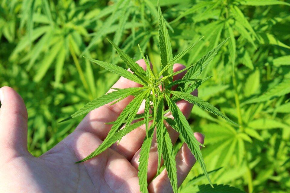 Cannabis sativa of young cannabis hemp in austria