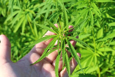 Cannabis sativa of young cannabis hemp in austria