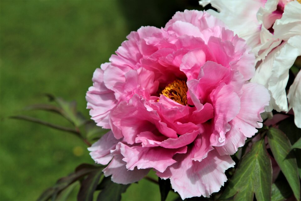 Bloom nature flora