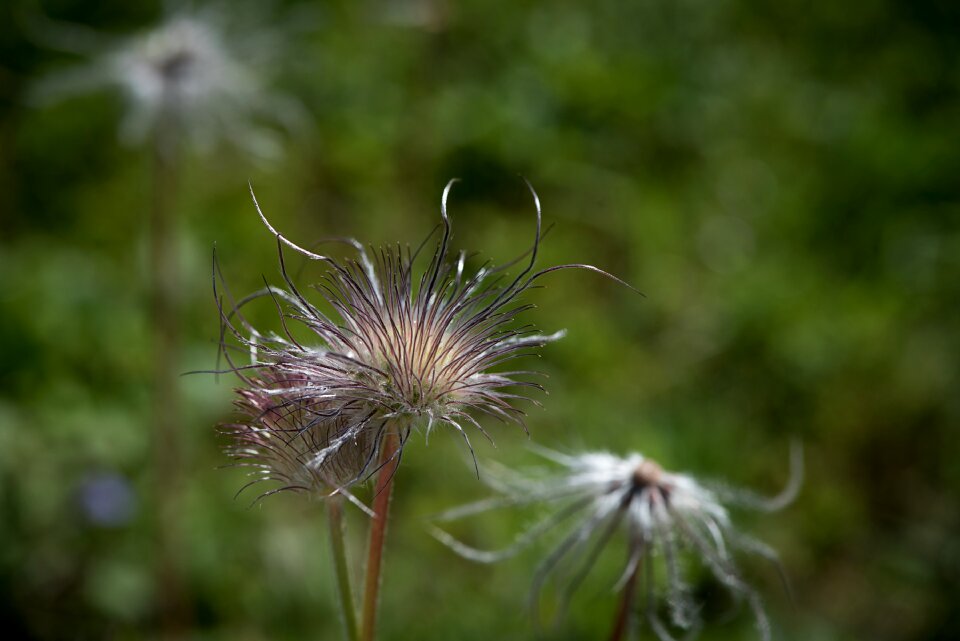 Plant nature close up