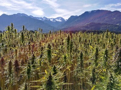 Hemp plants cannabis sativa hemp seed oil photo
