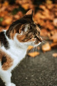 Autumn colours nature animal