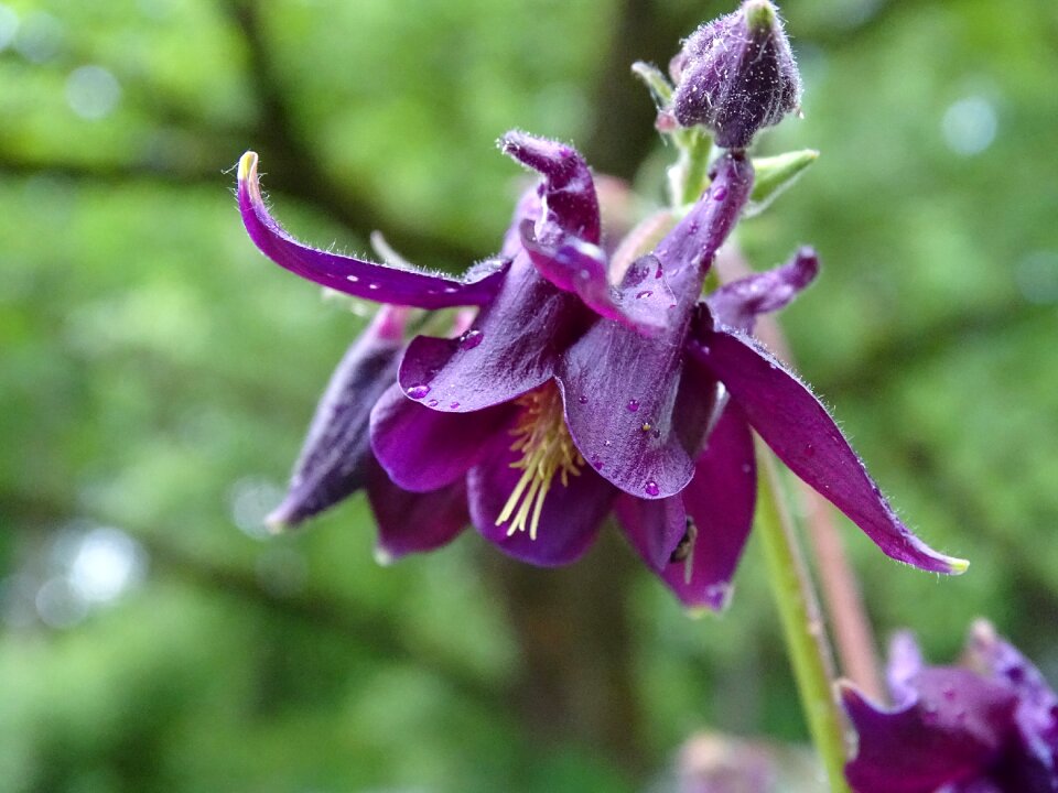 Common akelei flower garden aquilegia vulgaris