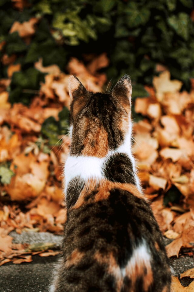Autumn colours nature animal