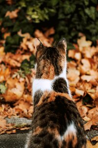 Autumn colours nature animal