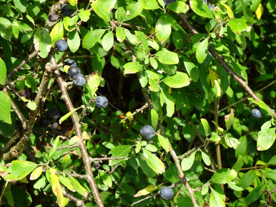 Berry blue berries prunus