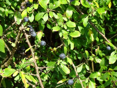 Berry blue berries prunus