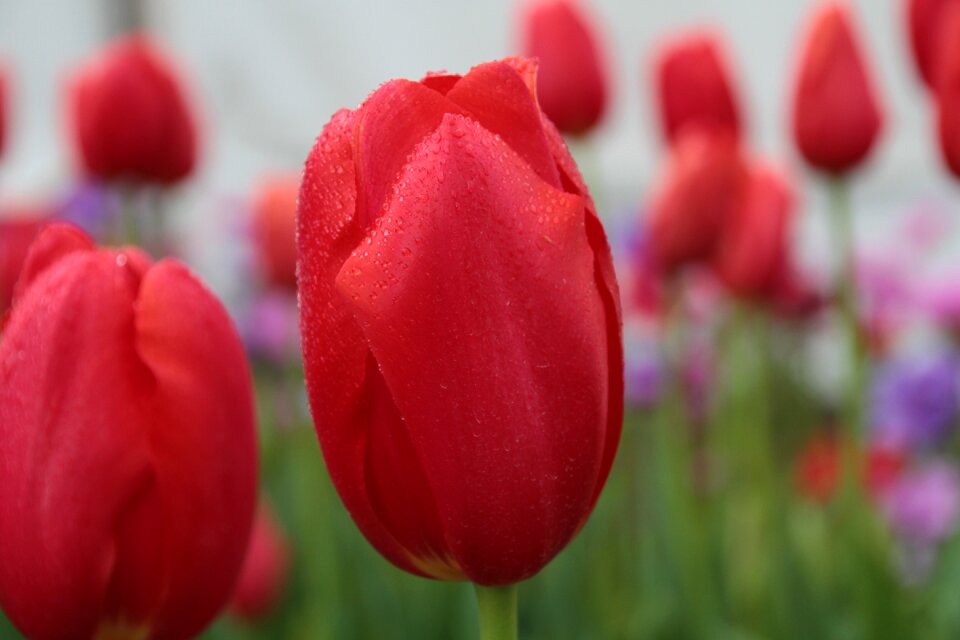 Flower red bloom