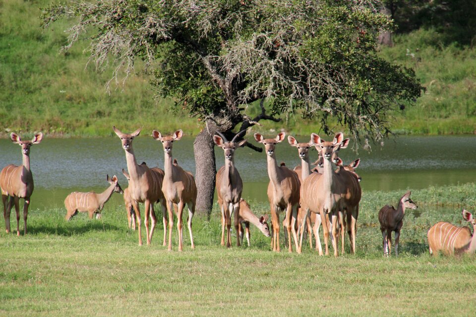 Texas deer texas wildlife kudu
