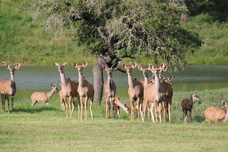 Texas deer texas wildlife kudu photo