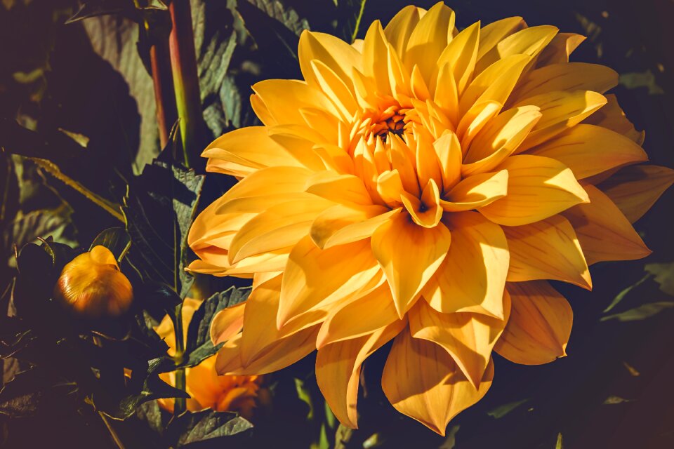 Bloom yellow flora