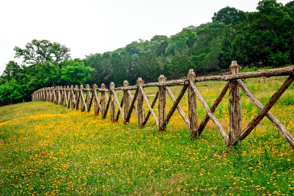 Fence row texas wildflowers west texas
