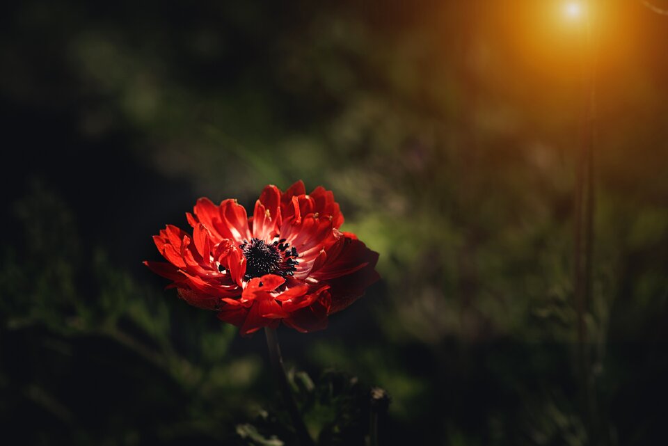 Flower red flower blossom