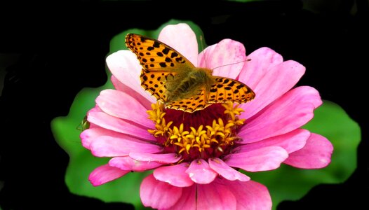 Zinnia pink nature photo