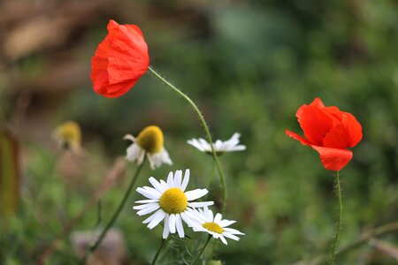 Autumn meadow nature photo