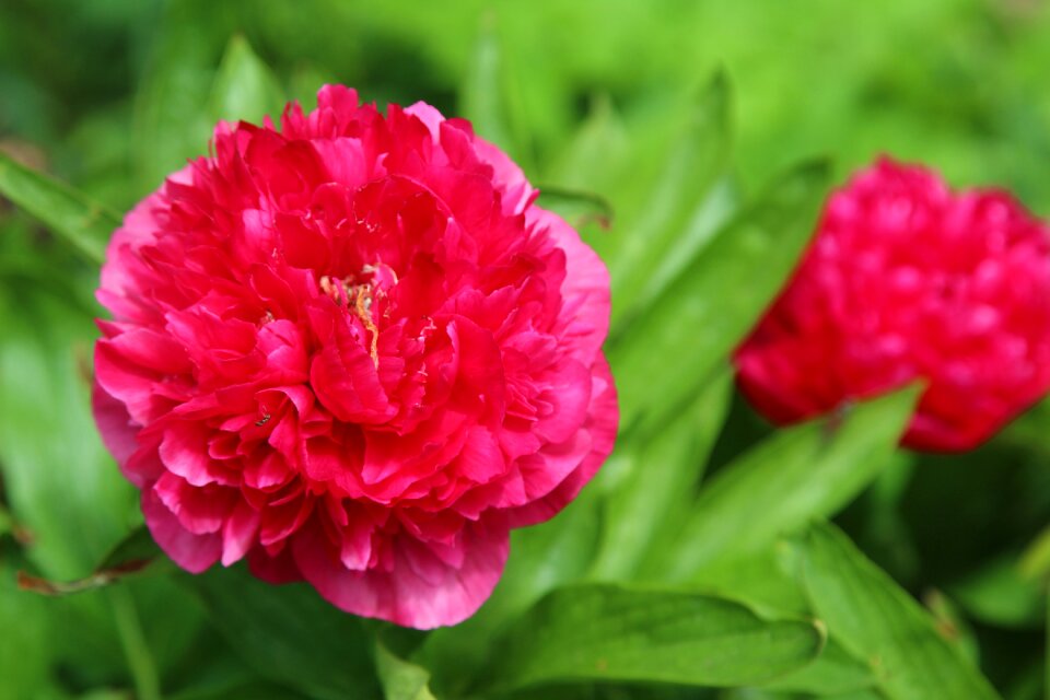 Bloom nature flora