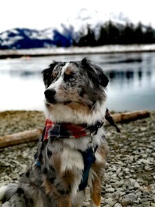 Snow blue merle dog photo