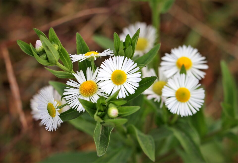 Blooming colorful white