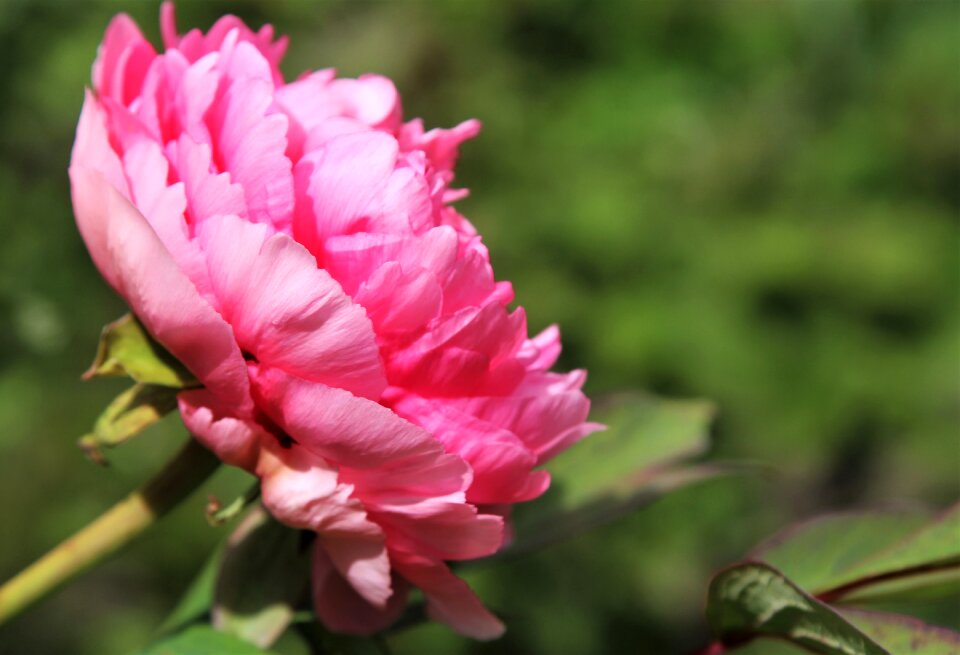 Bloom nature flora