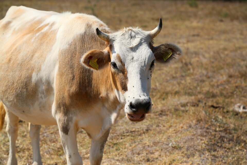 Nature mammal grassland