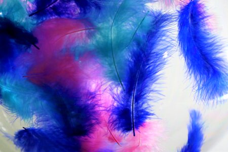 Bird animal color