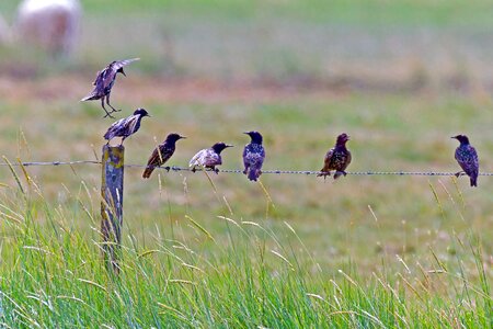 Stare sturnus vulgaris fight for the best place