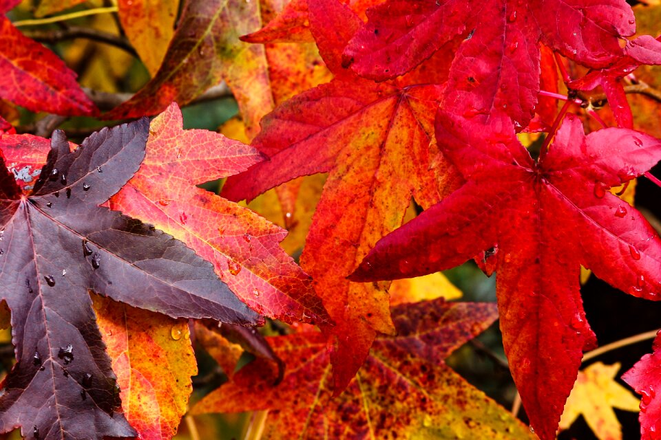 Colored leaves nature