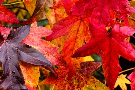 Colored leaves nature photo