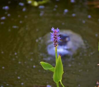 Blossom bloom nature photo