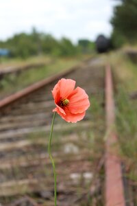 Railway system klatschmohn old railway station