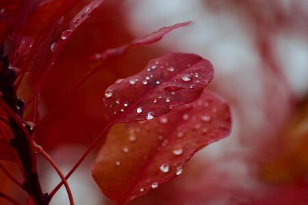 Drip dewdrop light