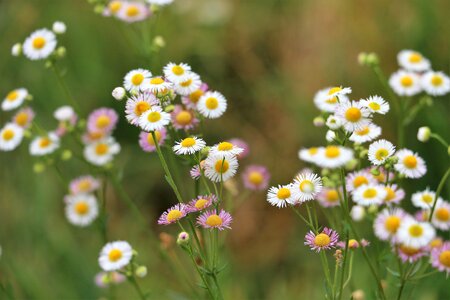 Blooming colorful white