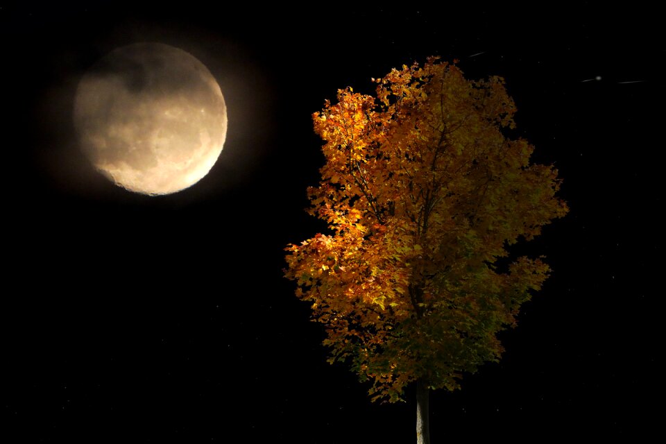 Full moon tree bird photo