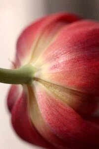 Red macro the petals