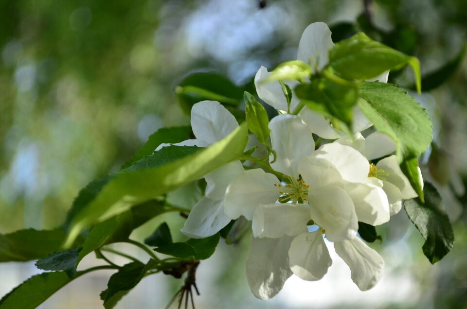 Bloom apple flower branch photo