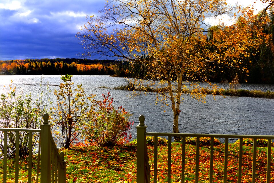 Tree birch lake photo