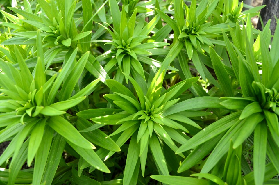 Summer nature green leaf