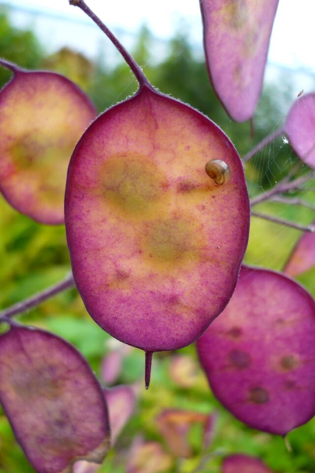 Plant denmark nature