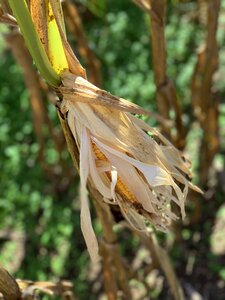 Thanksgiving background thanksgiving dinner corn stocks