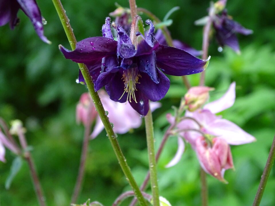 Common akelei flower garden aquilegia vulgaris