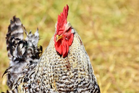 Poultry eye comb photo