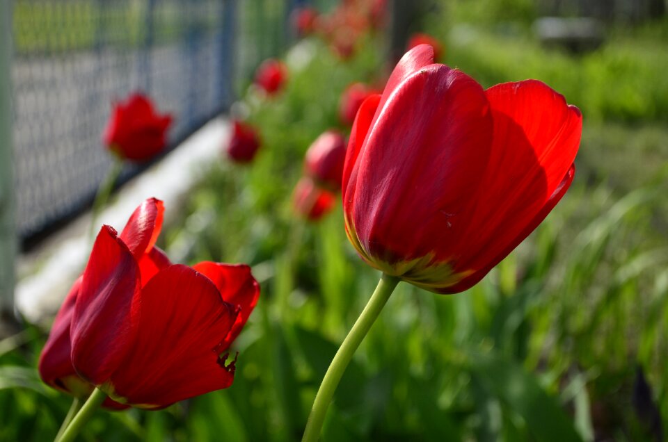 Flowers red flowers spring flowers