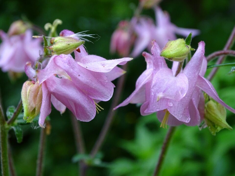 Common akelei flower garden aquilegia vulgaris