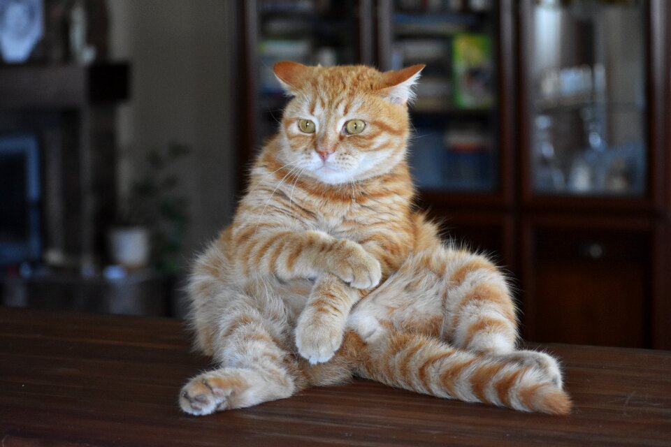 Funny posture afraid
