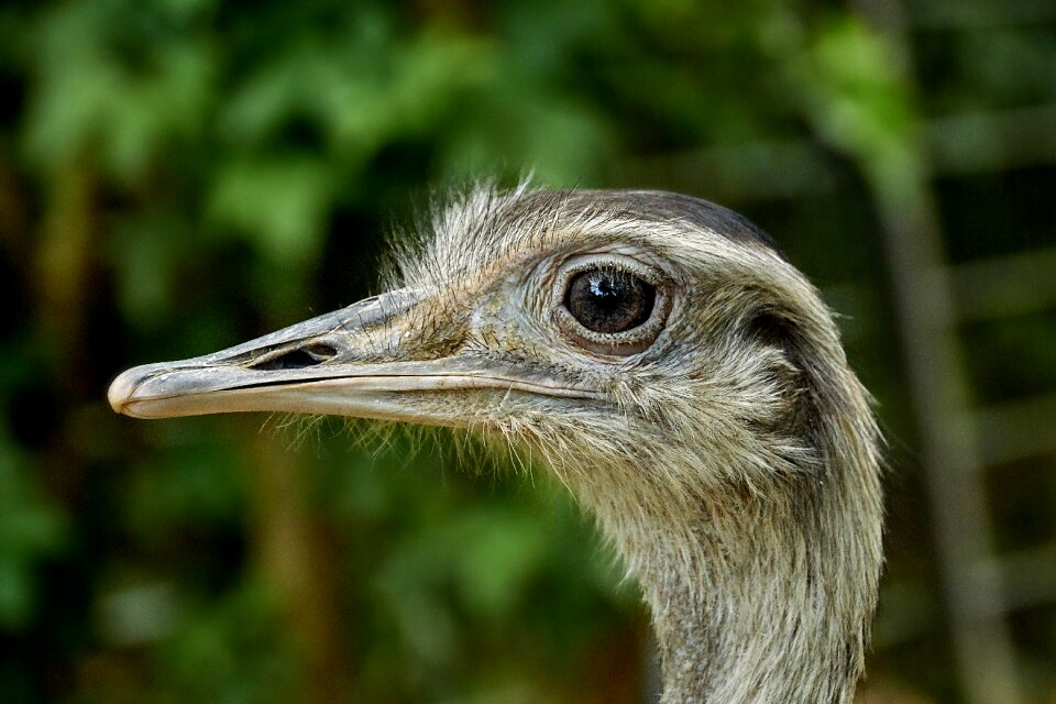 Eye bill nature